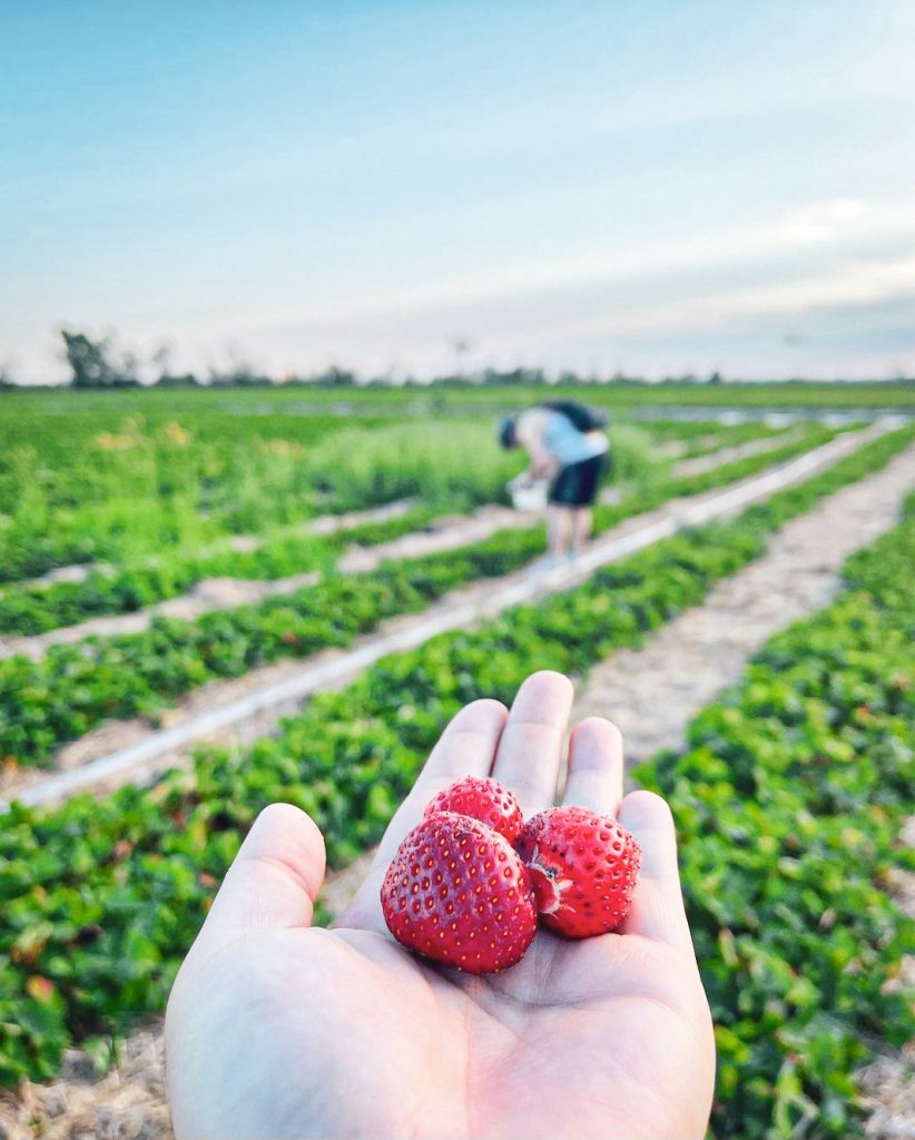 Your Guide To Strawberry Picking In Ottawa Adventure Report   Screenshot 20230622 095221 Instagram 822x1024 